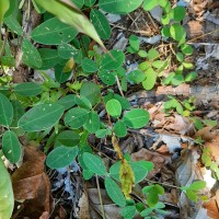 Grona heterocarpa var. heterocarpa (L.) H.Ohashi & K.Ohashi